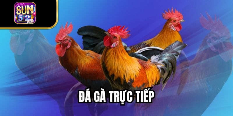 Đá Gà Trực Tiếp Gay Cấn Với Hình Ảnh Đấu Trường Sắc Nét