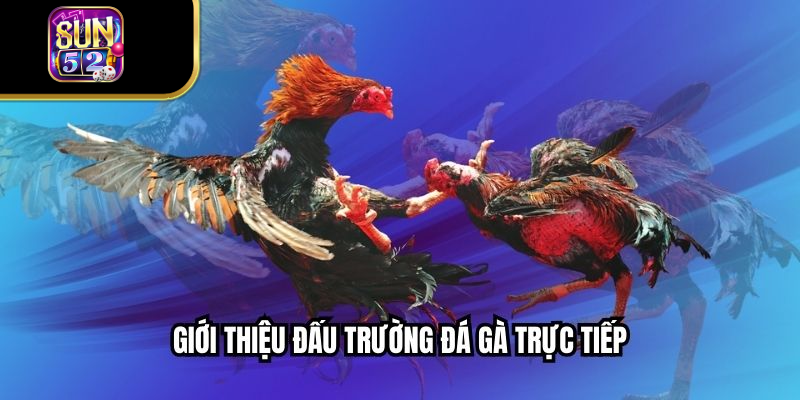 Giới thiệu đấu trường đá gà trực tiếp