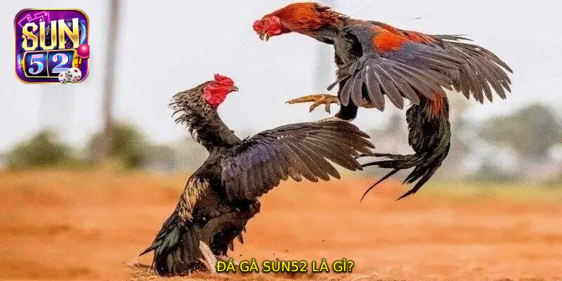 ĐÁ GÀ SUN52 là gì?