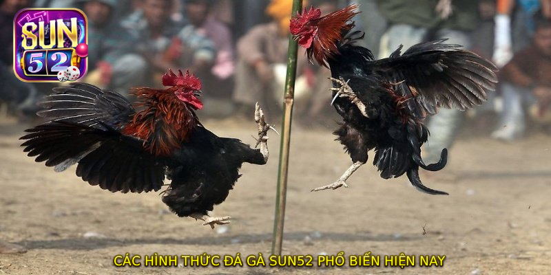 Các hình thức ĐÁ GÀ SUN52 phổ biến hiện nay