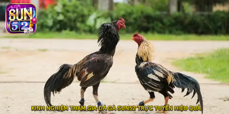 Kinh nghiệm tham gia ĐÁ GÀ SUN52 trực tuyến hiệu quả